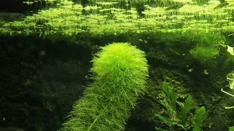 The algae in  sea water Stock Footage 233460707