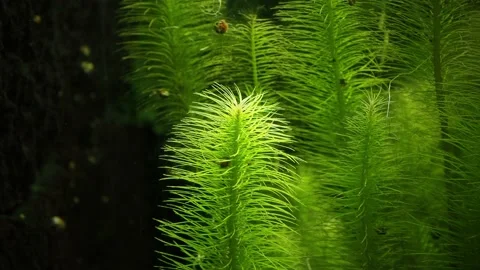 The algae in  sea water Stock Footage 233460894