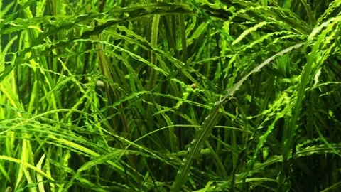 The algae in  sea water Stock Footage 233460958