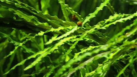 The algae in  sea water Stock Footage 233461002