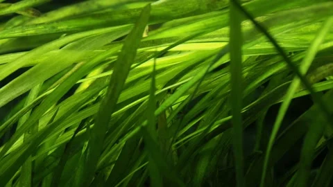 The algae in  sea water Stock Footage 233461253