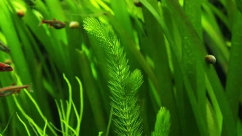 The algae in  sea water Stock Footage 233461261