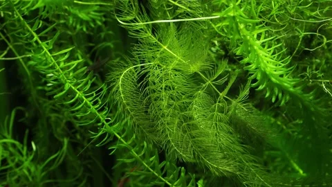 The algae in  sea water Stock Footage 233461308