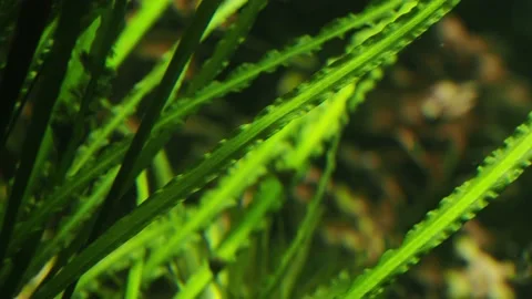 The algae in  sea water Stock Footage 233461493