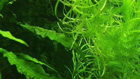 The algae in  sea water Stock Footage 233461507