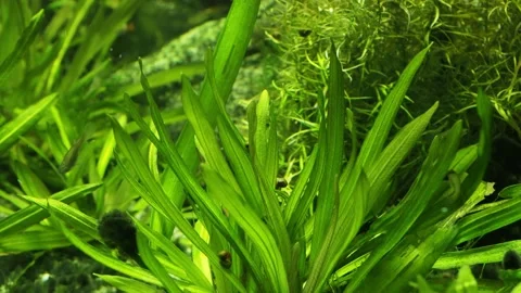 The algae in  sea water Stock Footage 233461552