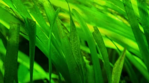 The algae in  sea water Stock Footage 234705842
