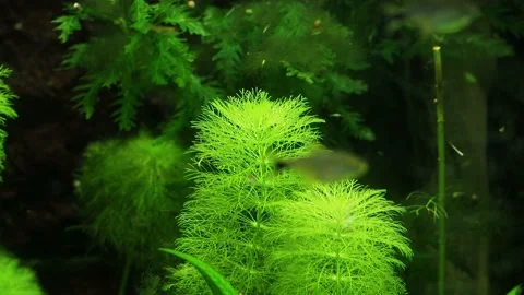 The algae in  sea water Stock Footage 234705924