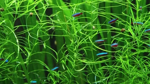 The algae in  sea water Vídeos de archivo 234705929