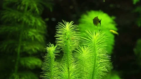 The algae in  sea water Stock Footage 234706290