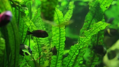 The algae in  sea water Stock Footage 234707489