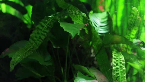 The algae in  sea water Stock Footage 234707517