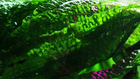 The algae in  sea water Stock Footage 234707692