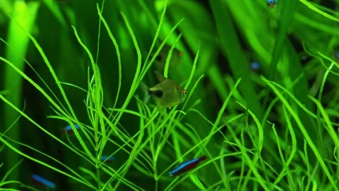 The algae in  sea water Stock Footage 234707742