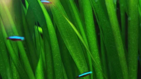 The algae in  sea water Stock Footage 234707756