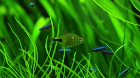 The algae in  sea water Stock Footage 234708113