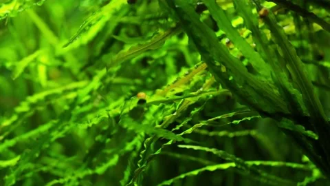 The algae in  sea water Stock Footage 234708563