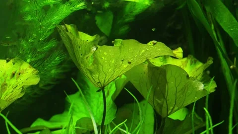 The algae in  sea water Stock Footage 234708662