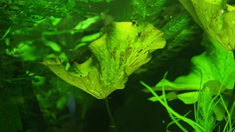 The algae in  sea water Stock Footage 234708804