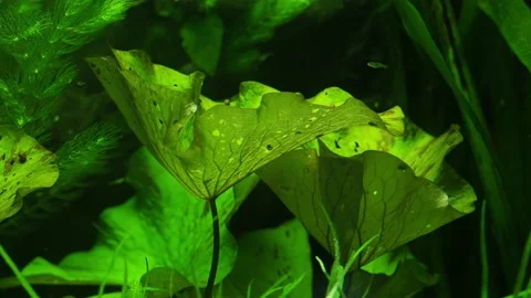 The algae in  sea water Stock Footage 234708910