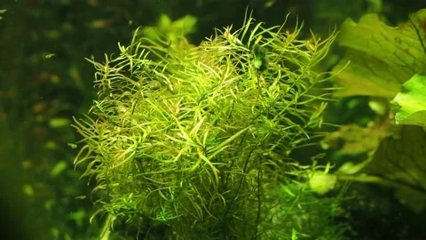 The algae in  sea water Stock Footage 234710444