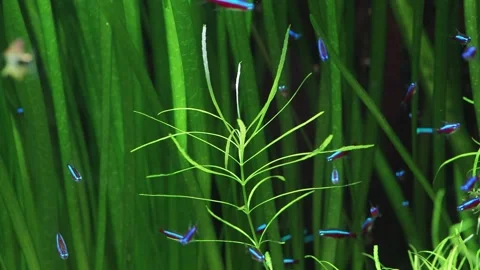 The algae in  sea water Stock Footage 234710634