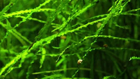 The algae in  sea water Stock Footage 234710985