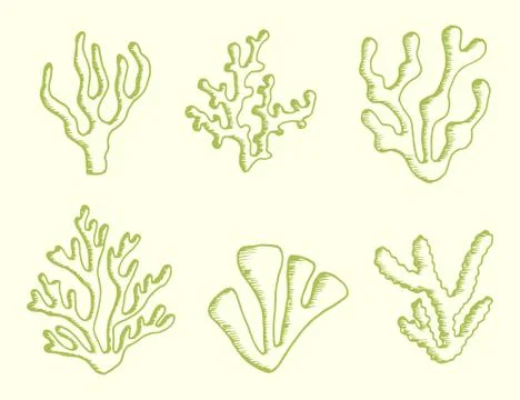 Algae set drawing of a handmade monochrome vector. isolated on white backgrou Illustrazione stock