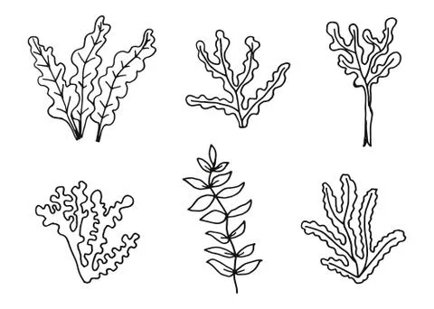 Algae set of hand drawing vector. Sketch illustration Stockillustratie