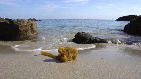 Algae on a shore Video stock 160355048