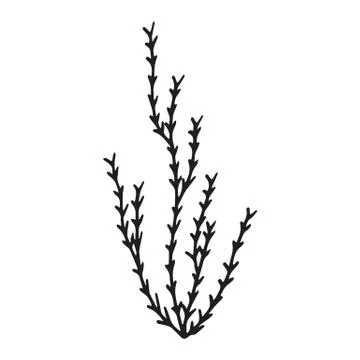 Algae silhouette drawing. vector marine plants Stock-Illustration