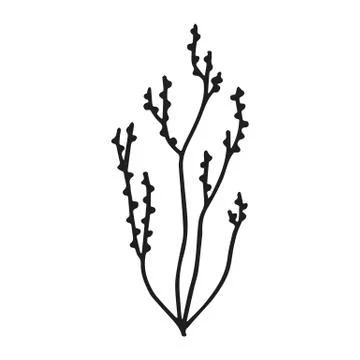 Algae silhouette hand drawn vector. isolated marine plants Stock-Illustration