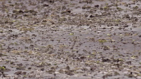 Algae on Slow Wave Sea Water Moving Texture Background Stock Footage 282131563