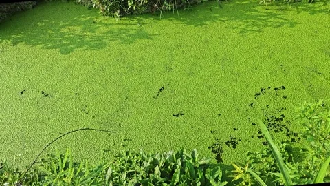 Algae sludge Stock Footage 272198835