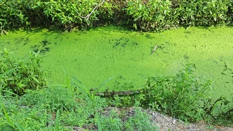 Algae sludge Stock Footage 272199165