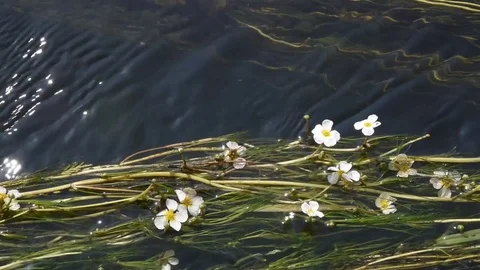 Algae with small white flowers Stock Footage 76749150