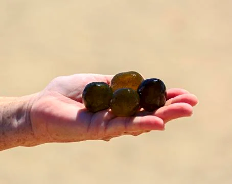 Algae Sphaeronostoc on the palm Stock Photos