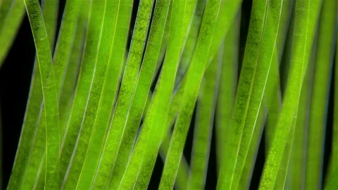 Algae Spirogyra under the microscope, order Zygnematales. They belong to the Stock Footage 196212367