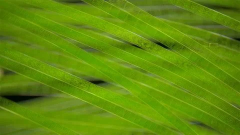 Algae Spirogyra under the microscope, order Zygnematales. They belong to th.. Stock Photos