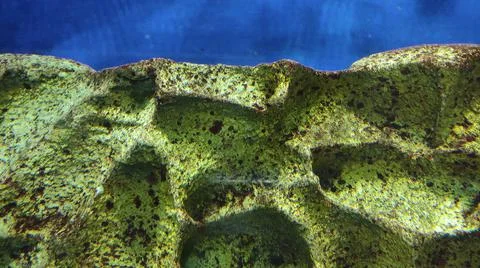 Algae on the stone bottom of the ocean Foto stock