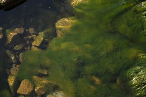 Algae on a stone under water Stock Photos