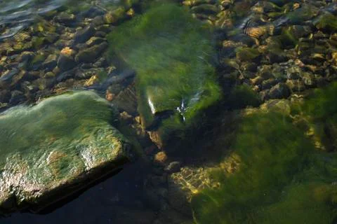 Algae on a stone under water Foto stock