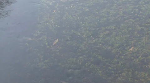 Algae in the stream below the water mill Stock Footage 35956198