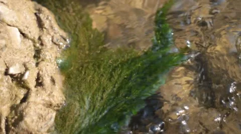 Algae in stream Stock Footage 10804947