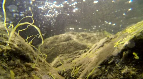 Algae strings attached on stones swaying in waves near water surface Stock Footage 68449130