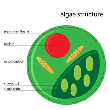 Algae structure Stock Illustration