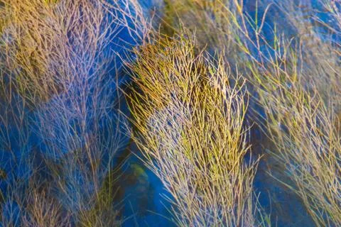Algae on the surface of the water as a background Stock Photos