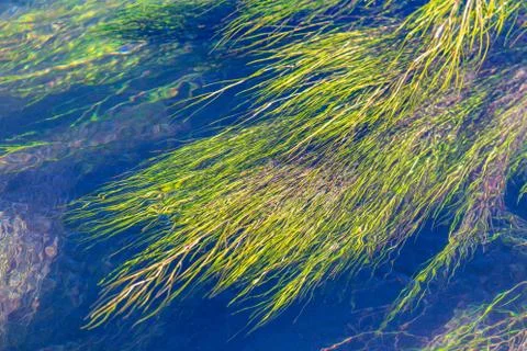 Algae on the surface of the water as a background Stock Photos