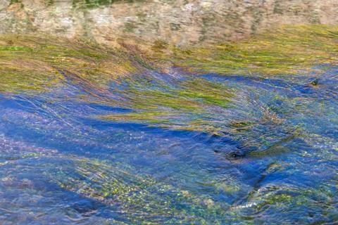 Algae on the surface of the water as a background Foto stock
