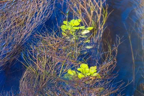 Algae on the surface of the water as a background Foto stock
